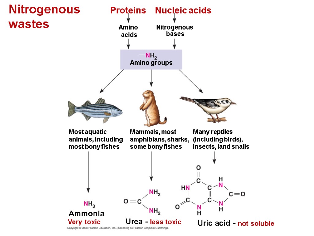 Nitrogenous wastes Many reptiles (including birds), insects, land snails Ammonia Very toxic Uric acid